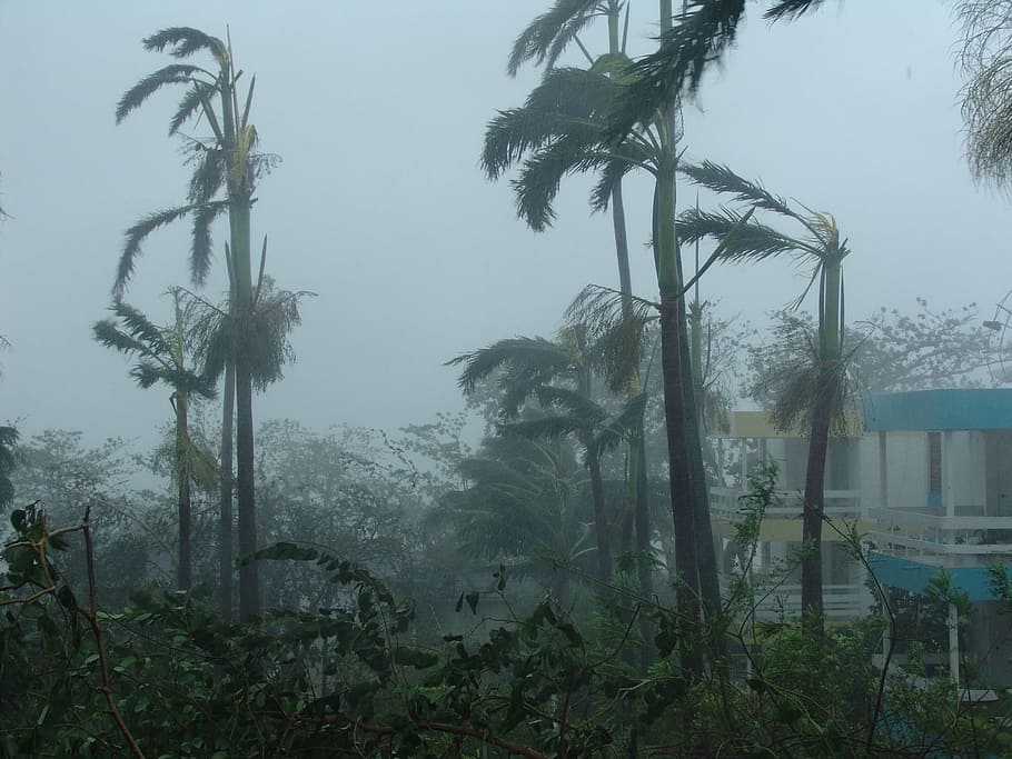palm trees, Hurricane, Devastation, Destruction, natural disaster HD wallpaper