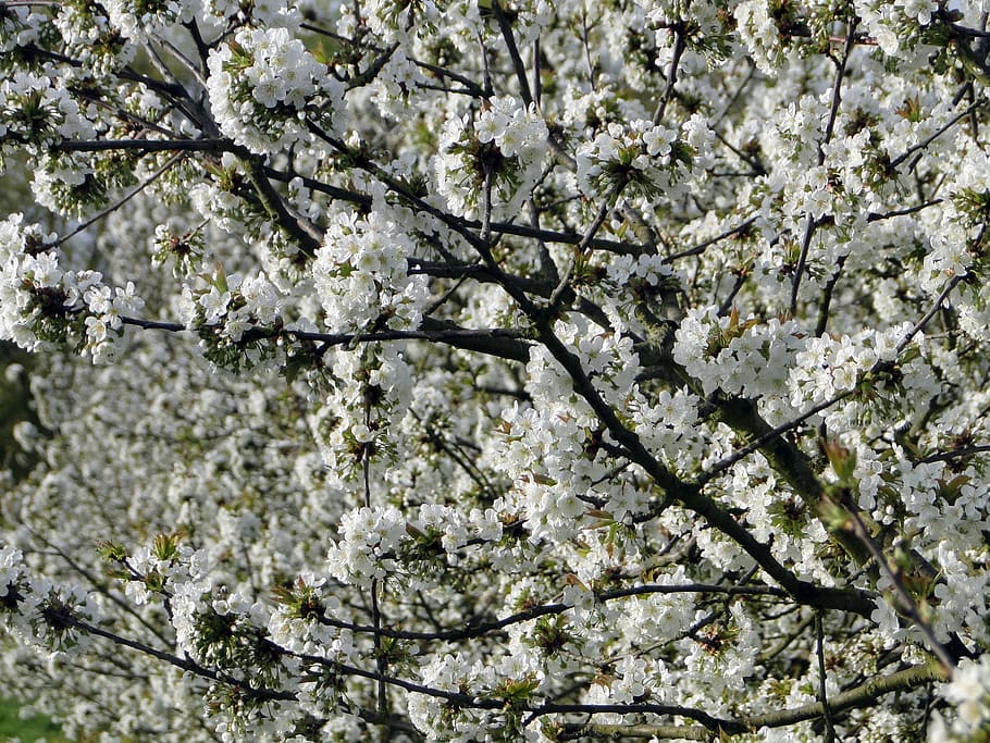 cherry blossom, flowers, spring, white, tree, pink, nature HD wallpaper