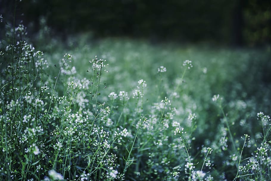 flowers, meadow, plant, flowering plant, growth, beauty in nature HD wallpaper