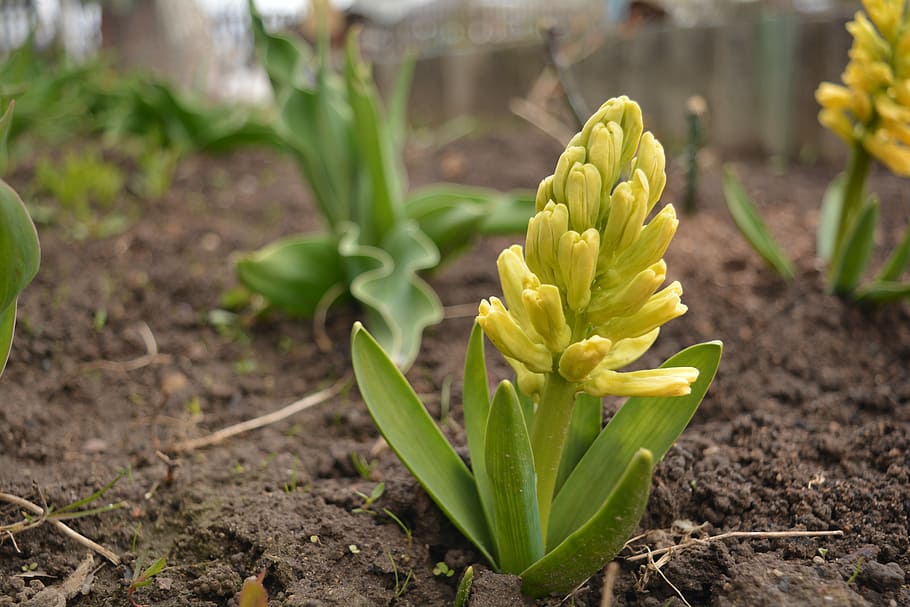 Spring, Flower, Nature, Yellow, flowers, spring flower, a yellow flower HD wallpaper