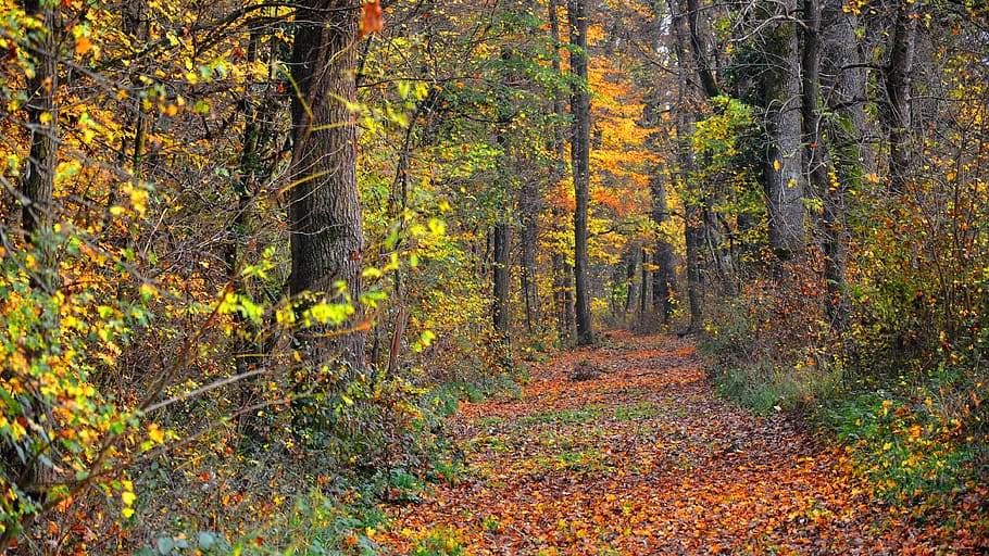 forest, light, mud, tree, autumn, plant, land, beauty in nature HD wallpaper