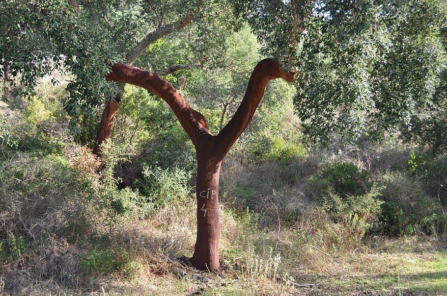 tree, cork, bark, layer, cork oak, nature, natural product, HD wallpaper