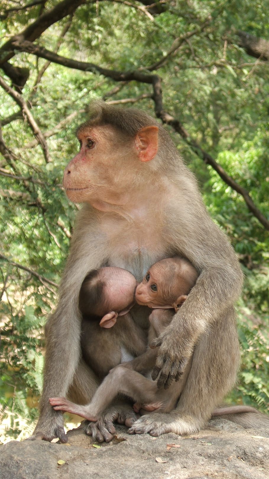 Monkey twin. Семья обезьян. Обезьяна с малышом. Близнецы обезьяна. Обезьяны макаки.