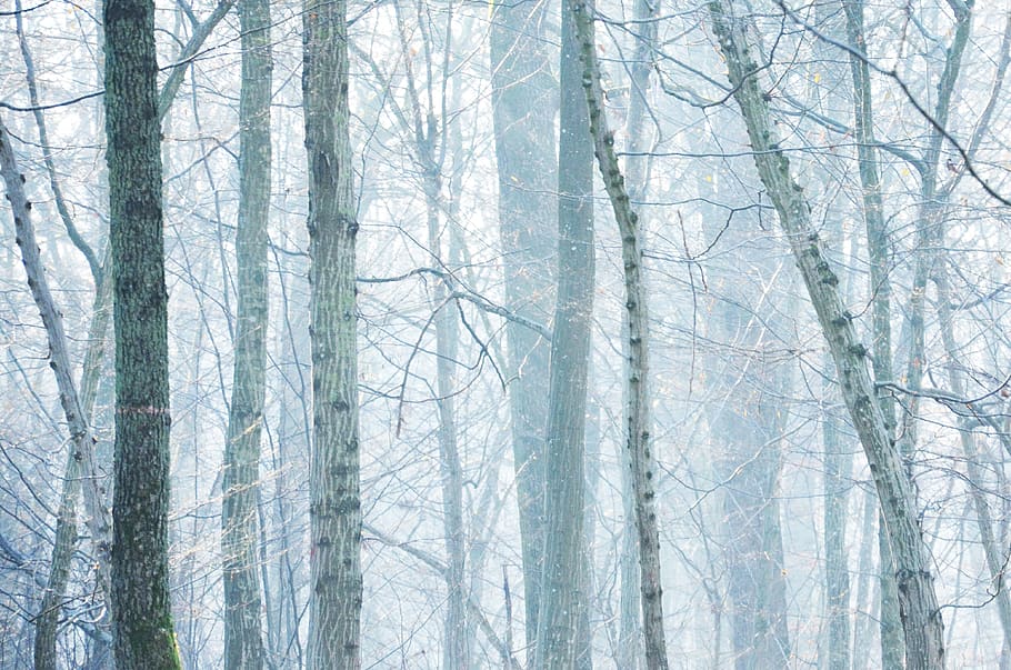 fog, fall, white, nature, trees, landscape, forest, wood, mist HD wallpaper
