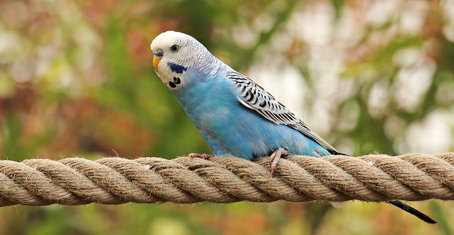 photography of blue and white parakeet, budgie, bird, blue and white budgie HD wallpaper