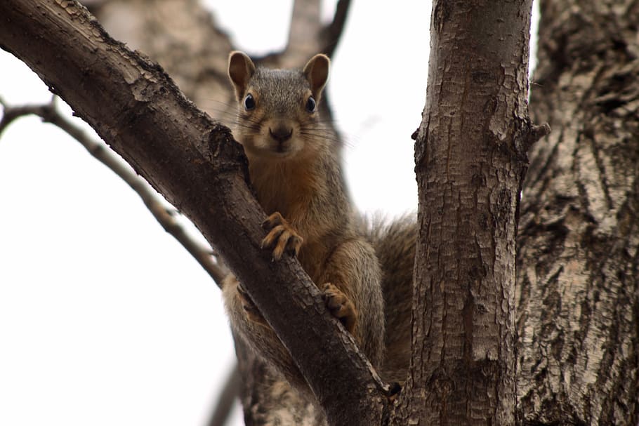 squirrel, cute, tree, brown, wildlife, furry, small, wood, young HD wallpaper