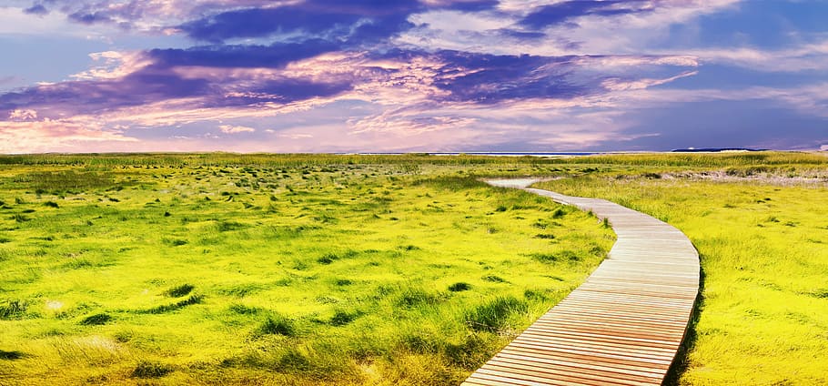 brown wooden pathway surrounded by grass feild, landscape, sunny day HD wallpaper