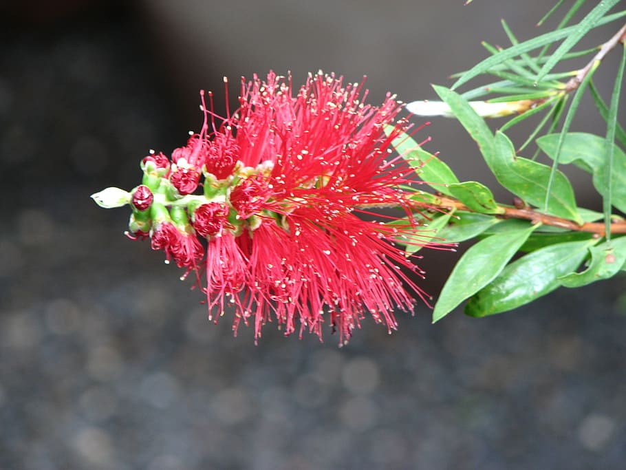 detail, flower, red, close-up, plant, flowering plant, freshness HD wallpaper