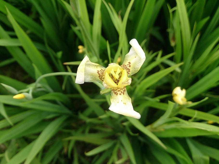 iris, plant, vincent van gogh, flower, flowering plant, beauty in nature HD wallpaper