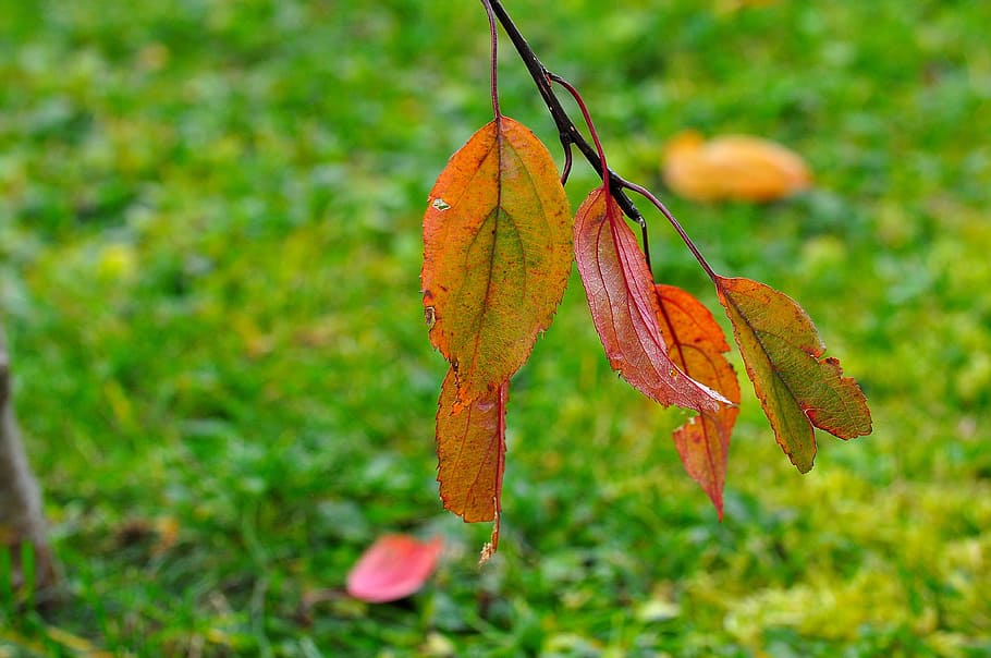 leaves, nature, macro, leaf, autumn, plant, season, plant part HD wallpaper