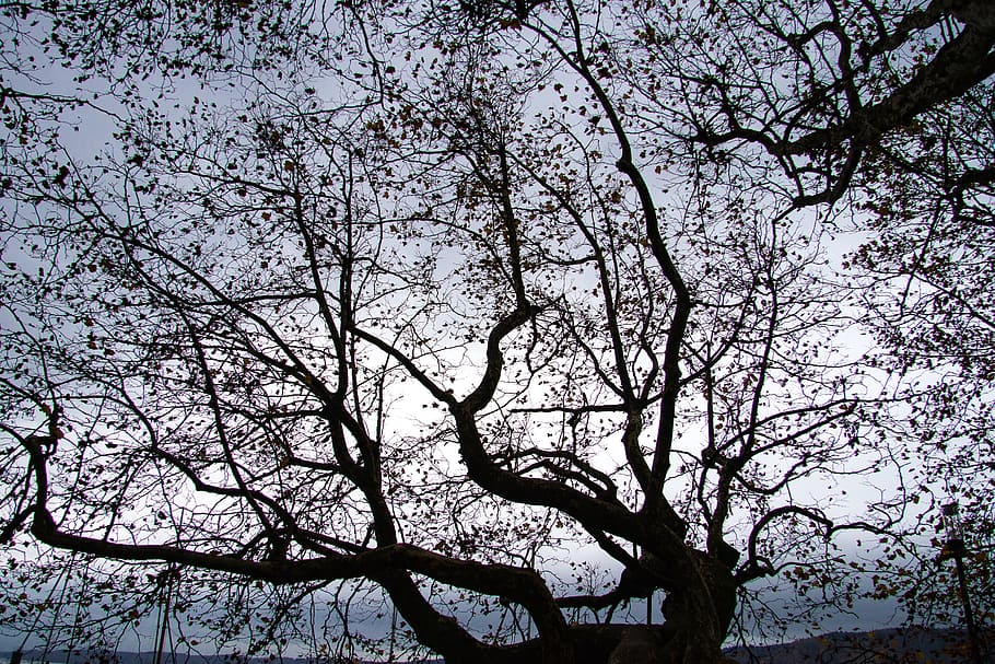 tree, autumn, mood, landscape, autumn mood, nature, branch HD wallpaper