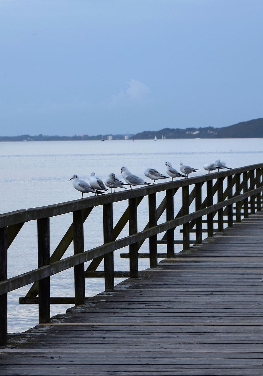 sea, bridge, gulls, web, water, sky, cold temperature, scenics - nature HD wallpaper