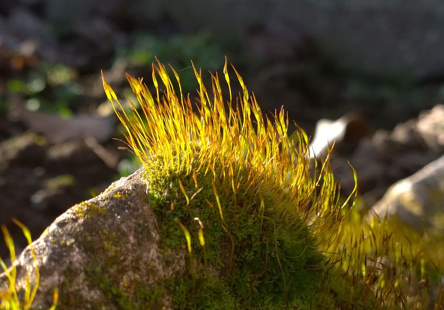 stone, moss, nature, close-up, plant, growth, no people, beauty in nature HD wallpaper
