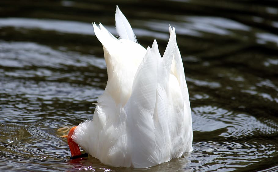 white hen on body of water at daytime, duck, head under water, HD wallpaper