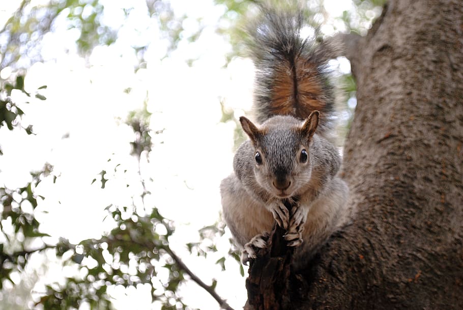 brown squirrel on tree branch, nature, forest, park, animal HD wallpaper