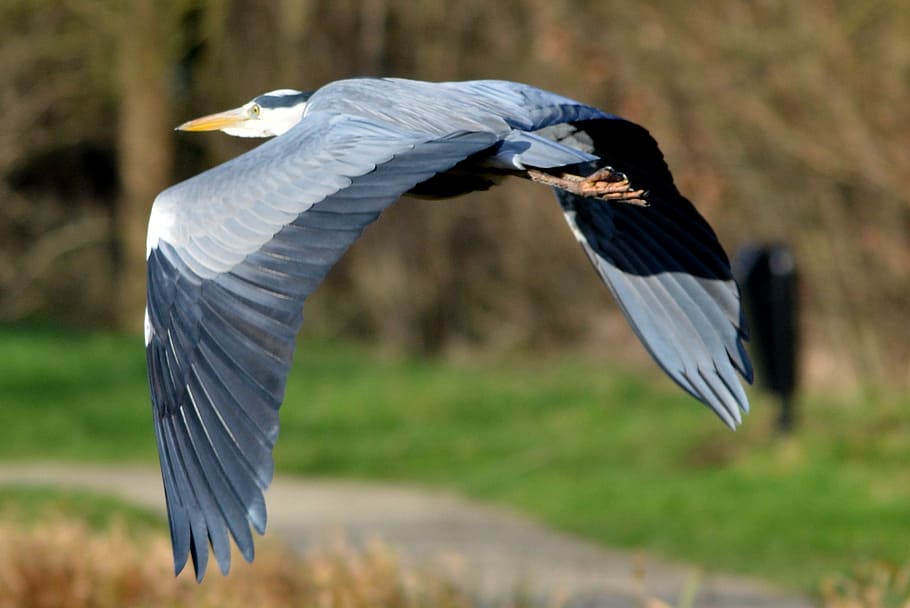 heron, bird, nature, fly, wings, animal, animal themes, animals in the wild HD wallpaper