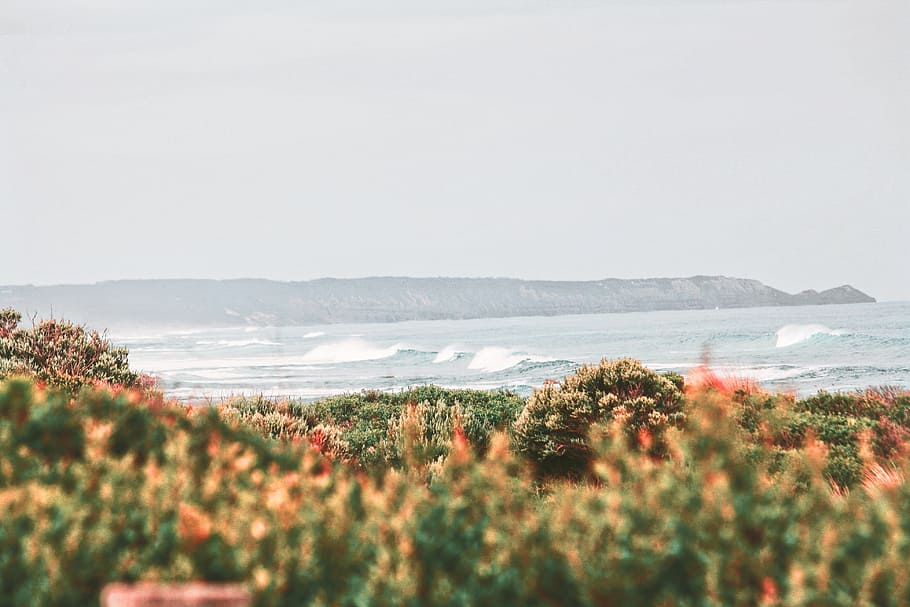 ocean waves across trees, plant, nature, fall, autumn, view HD wallpaper