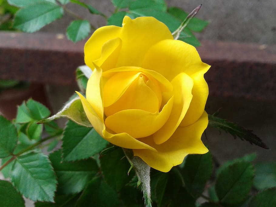 Yellow, Rose, Flower, fragility, petal, plant, freshness, flowering plant HD wallpaper