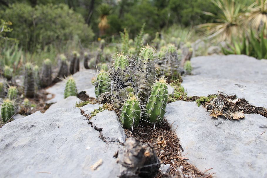 cactus, stone, rock, water, old, plant, growth, nature, solid HD wallpaper