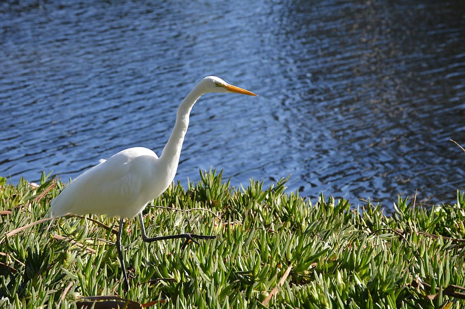 Egret, White, Graceful, Bird, Feathers, wildlife, north, america HD wallpaper
