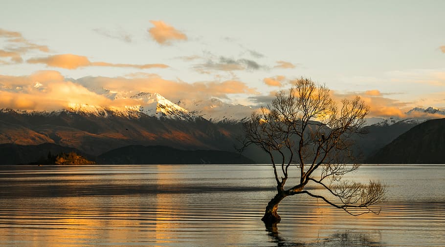 brown tree on body of water, body of water, mountain, rock, snow HD wallpaper