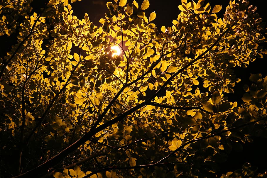 Tree, Night View, Lamp, nature, outdoors, beauty in nature HD wallpaper