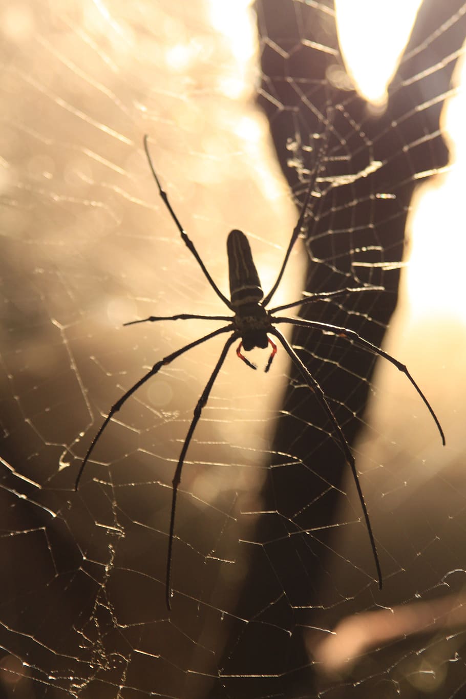 spider, network, cobweb, nature, lichtspiel, strained networks HD wallpaper