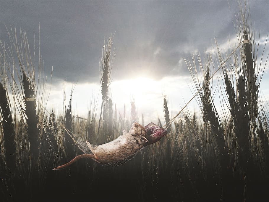 mouse, hammock, spike, wheat, sleep, rest, lazing around, sunset HD wallpaper
