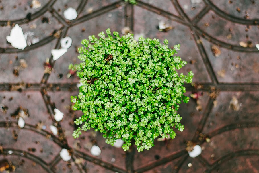 green plant on top of brown surface, green leaves, view, floor HD wallpaper