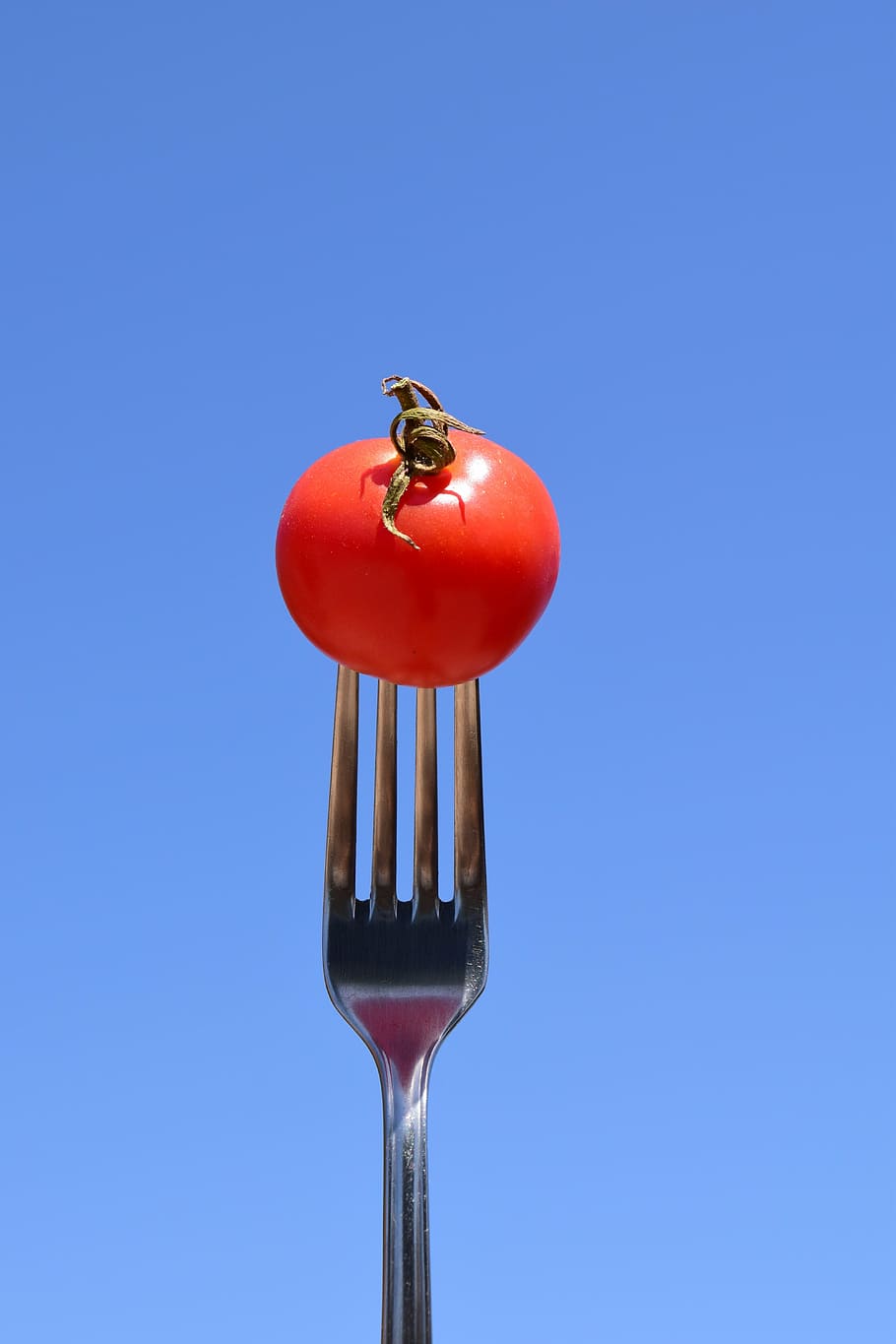 tomato, fork, eat, close, metal fork, cutlery, red, blue, food and drink HD wallpaper