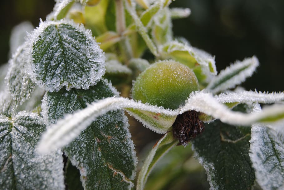 frost, rose hips, cold, frozen, snow, beauty in nature, plant HD wallpaper