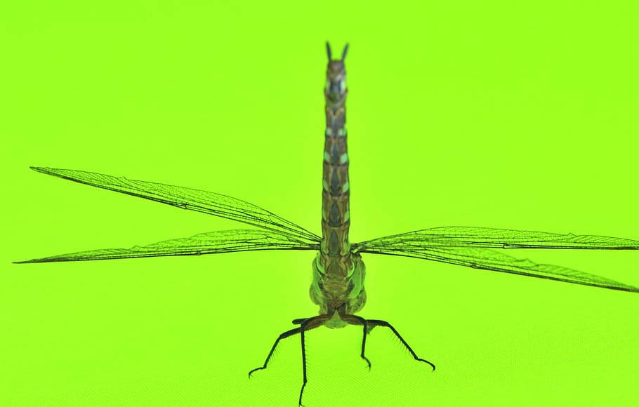 dragonfly, green, macro, insects, close up, still life, animals HD wallpaper