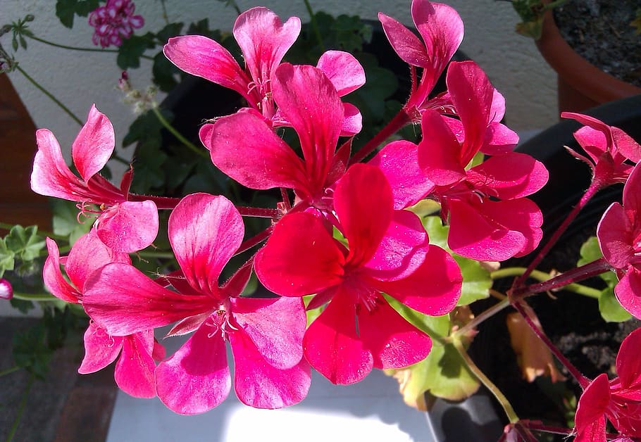flower, geranium, garden, plants, flowering plant, freshness HD wallpaper