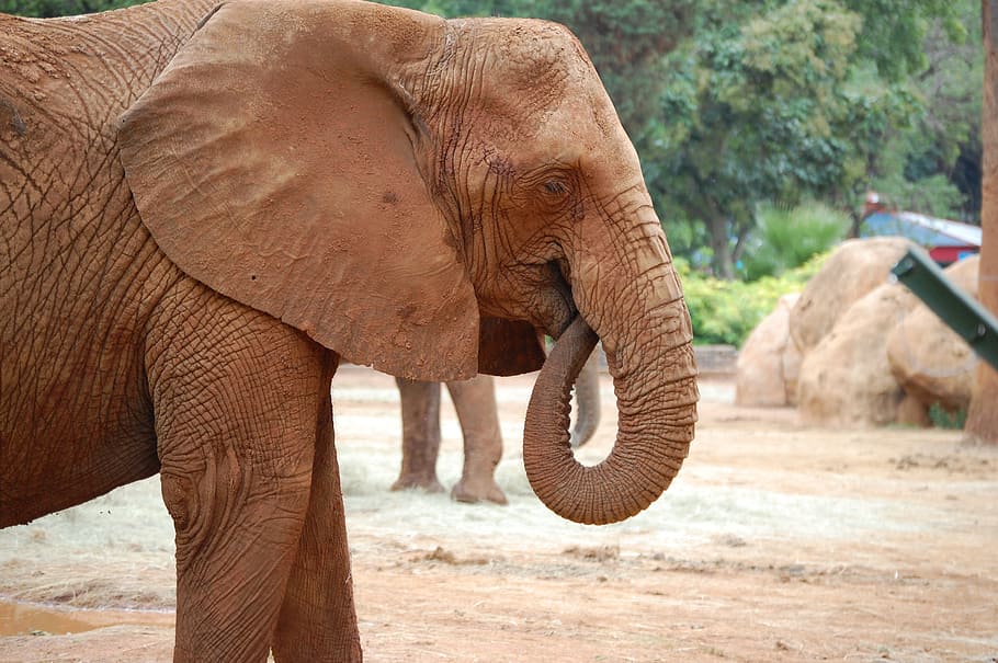 elephant, head, trunk, tusk, wildlife, zoo, animal, design HD wallpaper