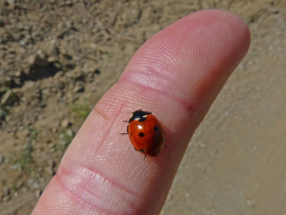 ladybug, finger, small, tiny, insect, human hand, human body part HD wallpaper