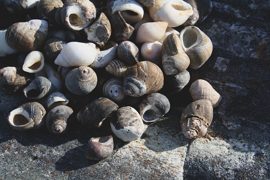 Ocean, Rock, Sea Shells, stack, day, no people, outdoors, close-up HD wallpaper