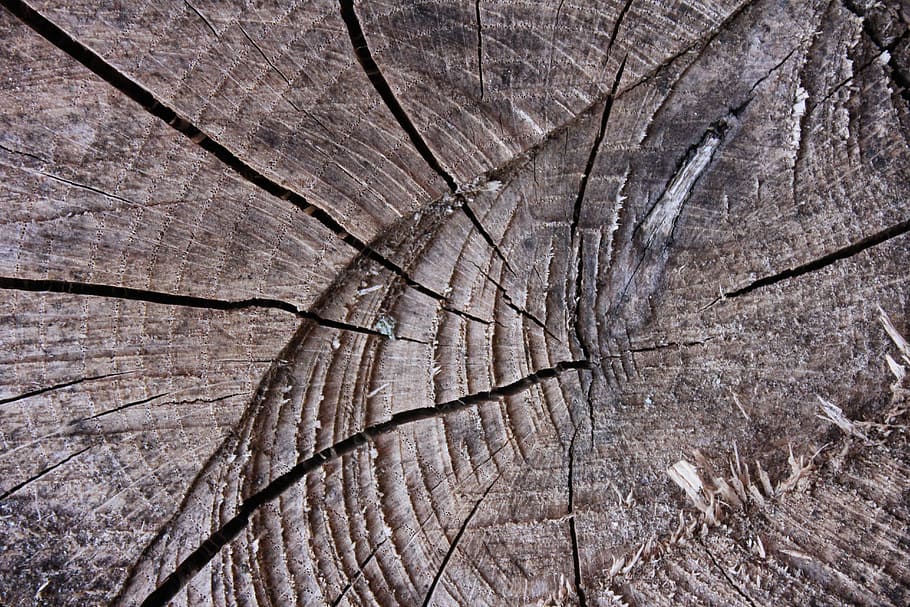 tree, abstract, wood, log, rough, tree log, closeup, desktop background HD wallpaper
