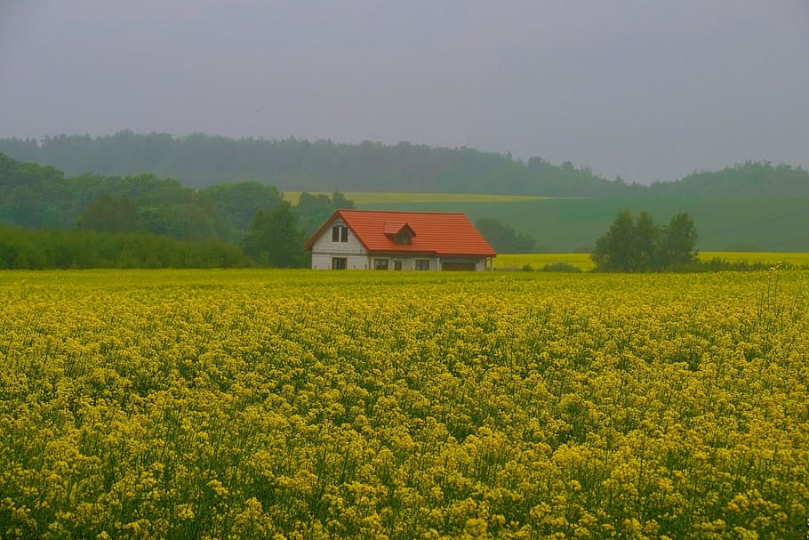 rapeseed, landscape, spring, cottage, beautiful landscape, field HD wallpaper