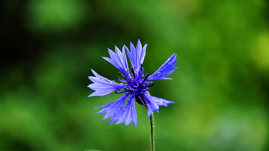 cornflower, light, nature, flowering plant, fragility, vulnerability HD wallpaper