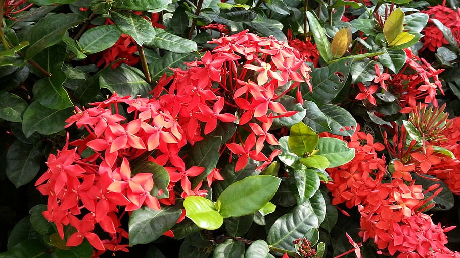 red flowers, flowering, ixora cultivar, green leaves, petals
