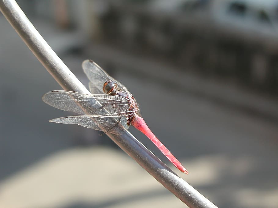 dragonfly, pink, insect, bug, nature, one animal, focus on foreground HD wallpaper