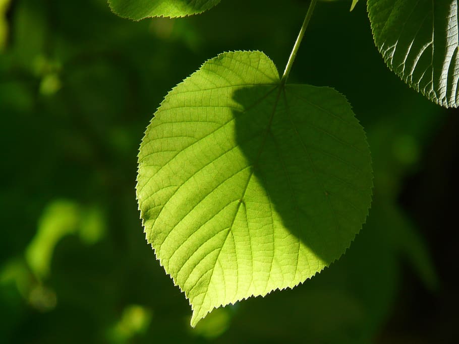 Leaf, Linde, Lipovina, individually, foliage, leaves, green HD wallpaper