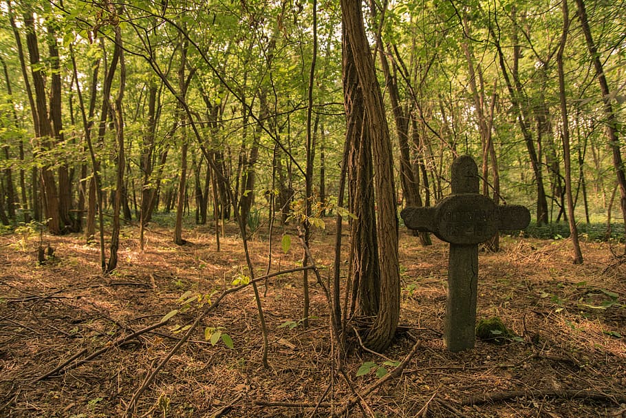 forest, cemetery, grave, tree, plant, land, tranquility, nature HD wallpaper