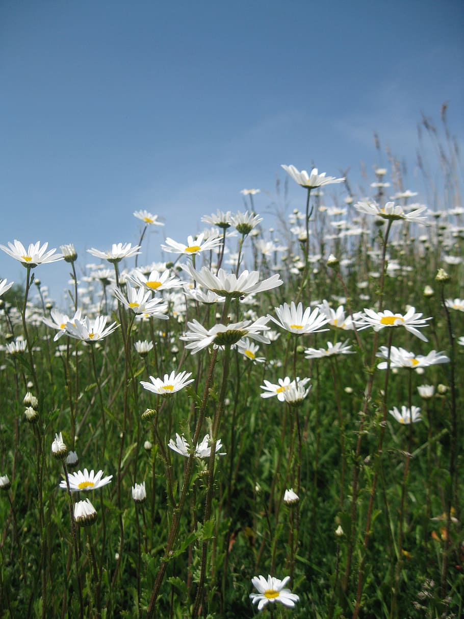 daisy, field, summer, nature, flower, grass, green, meadow HD wallpaper