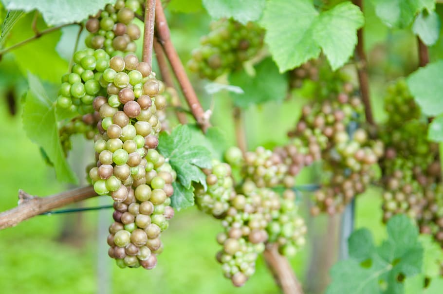 wine, grape, vine, zurich, white wine, harvest, grapes, vineyard HD wallpaper