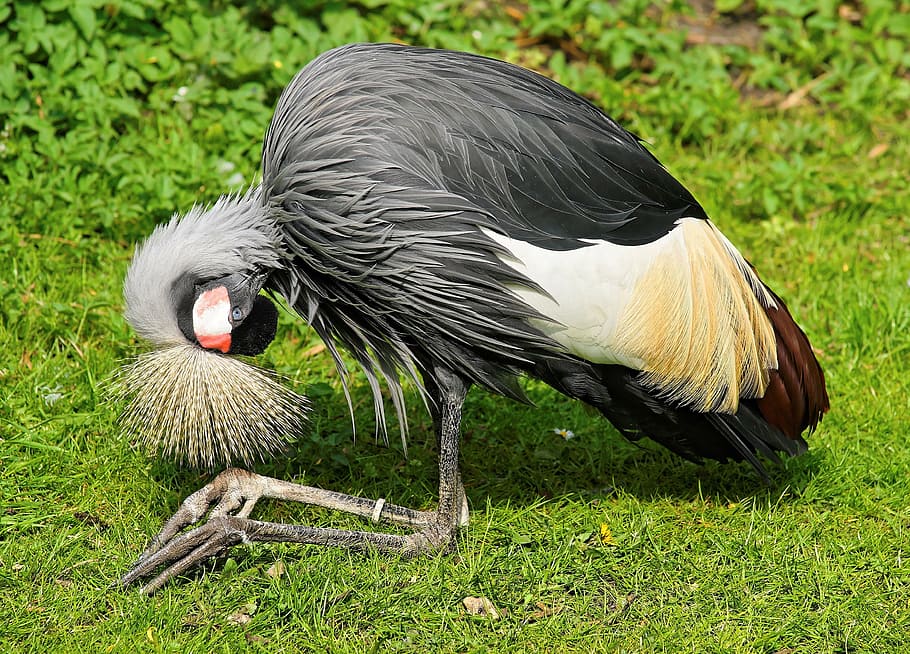 grey crowned crane, bird, spring crown, south africa grey crowned crane, HD wallpaper