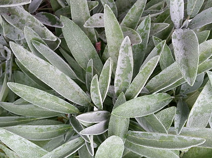 sage, herb, herbal, leaf, healthy, plant, organic, spice, natural HD wallpaper