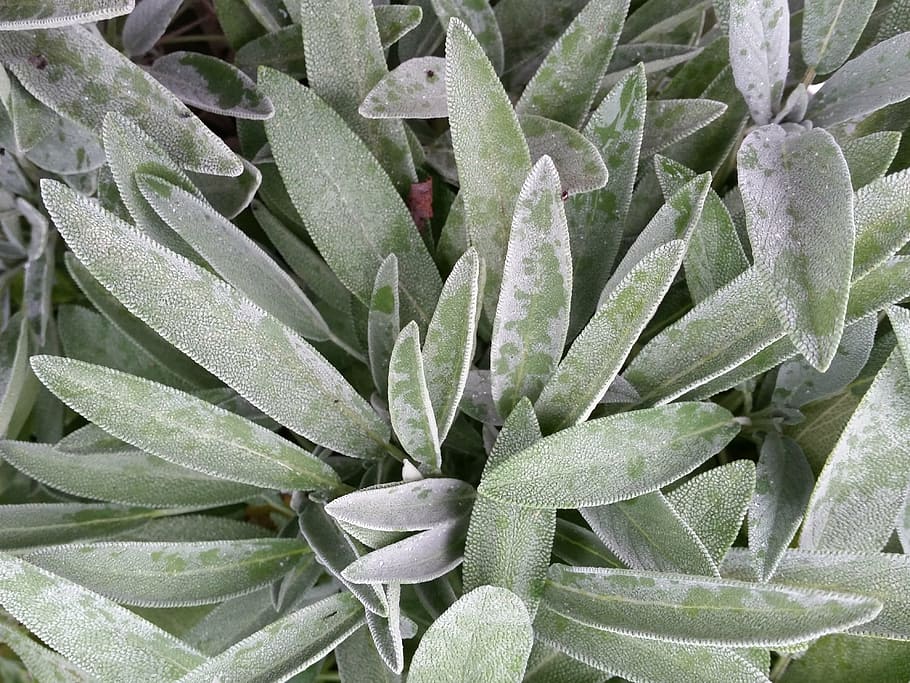 sage, herb, herbal, leaf, healthy, plant, organic, spice, natural HD wallpaper