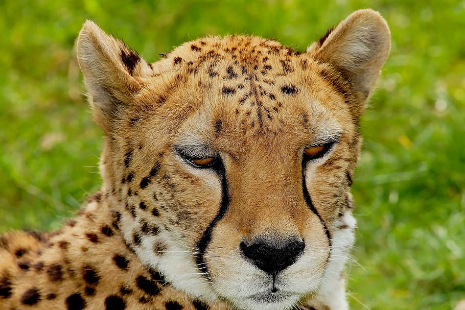 shallow focus photography of leopard, cat, cheetah, africa, nature, HD wallpaper
