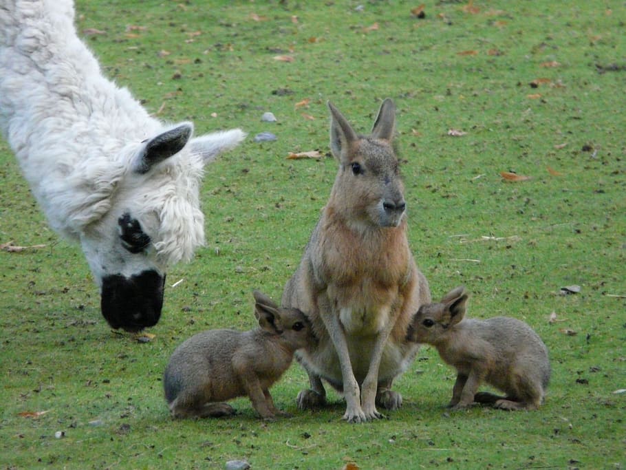 three kangaroo on green field, Mara, Rabbit, Small, Animals HD wallpaper